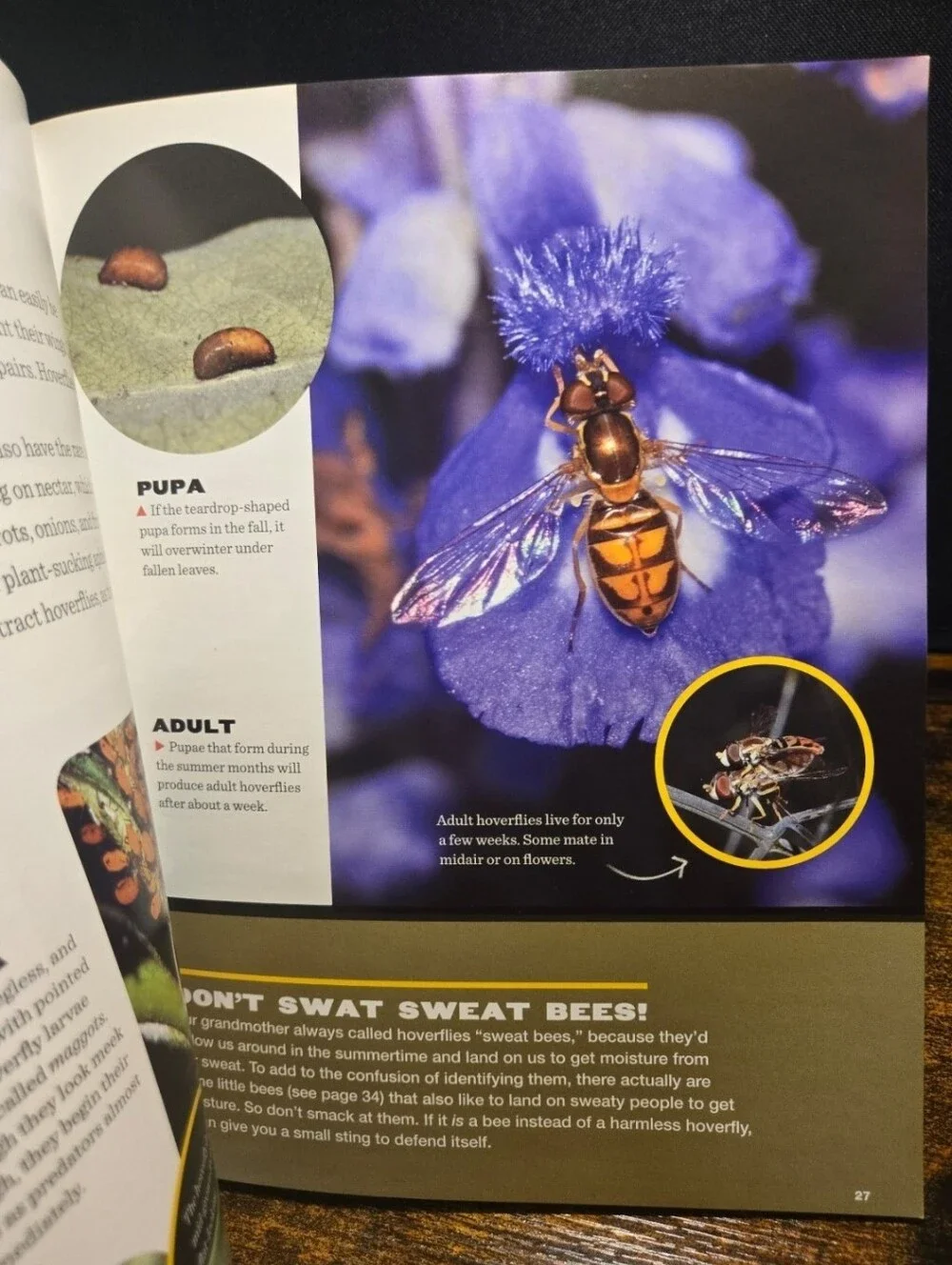 The Secret Lives of Backyard Bugs
